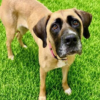 Goober -  Great Dane Dog for Adoption in Battle Creek, Michigan - Goober | PetCurious