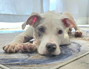 Audi -  Catahoula Leopard Dog and Mixed Breed Dog for Adoption in Buford, Georgia - Audi | PetCurious