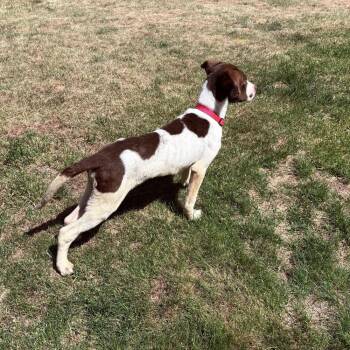Amber -  Hound Dog for Adoption in Colorado Springs, Colorado - Amber | PetCurious