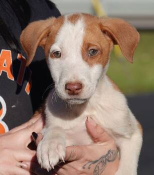 Sour Patch -  Terrier Dog for Adoption in Millfield, Ohio - Sour Patch | PetCurious