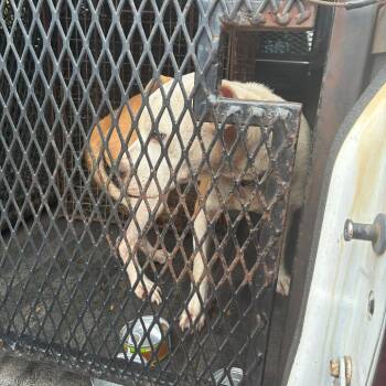mop -  Mixed Breed Dog for Adoption in Gadsden, Alabama - Mop | PetCurious