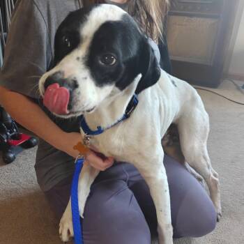 Rescue Mixed Breed Dogs for Adoption in Tomah, Wisconsin - Poppy | PetCurious