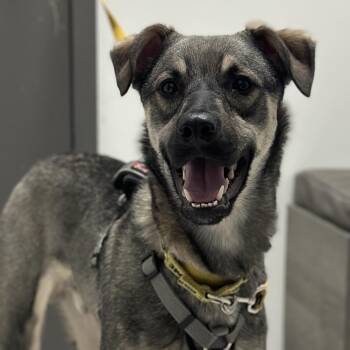 Mavi -  Shepherd Dog for Adoption in Mississauga, Ontario - Mavi | PetCurious