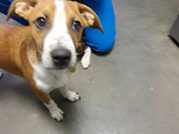 GRACE -  Pit Bull Terrier and Mixed Breed Dog for Adoption in Tulsa, Oklahoma - GRACE | PetCurious