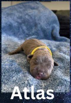 French Bulldog and Pit Bull Terrier Dogs Available for Adoption - Atlas | PetCurious