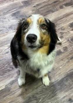 Oatmeal -  Australian Shepherd Dog for Adoption in Wekiwa Springs, Florida - Oatmeal | PetCurious