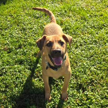 Ethan -  Shepherd and Mixed Breed Dog for Adoption in Milan, Illinois - Ethan | PetCurious