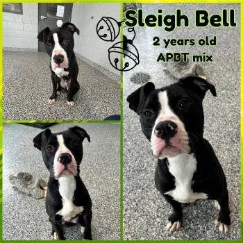 Pit Bull Terrier Dogs Available for Adoption - Sleigh Bell | PetCurious