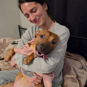 Terrier Dogs Available for Adoption in St. Louis, Missouri - Tina | PetCurious