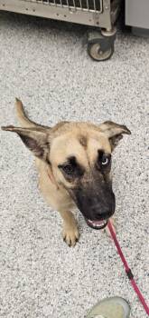Sky -  Terrier Dog for Adoption in Athens, Tennessee - Sky | PetCurious