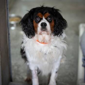 Miranda (AG26-35) -  Cavalier King Charles Spaniel Dog for Adoption in Peyton, Colorado - Miranda (AG26-35) | PetCurious