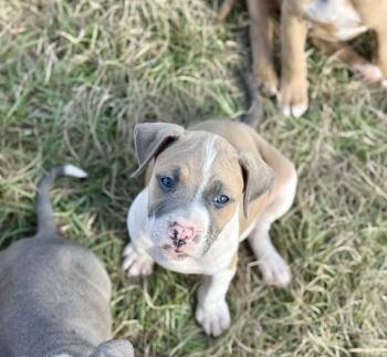 Rescue Pit Bull Terrier Dogs for Adoption in Shalimar, Florida - Goldie | PetCurious