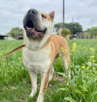 Shar Pei Dogs Available for Adoption in Lake Forest, California - Natalia | PetCurious