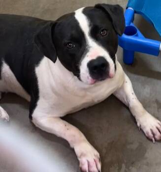 Holston -  Pit Bull Terrier Dog for Adoption in Elizabethton, Tennessee - Holston | PetCurious