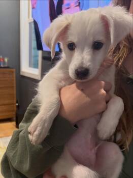 Banjo -  Terrier and Hound Dog for Adoption in Sunnyvale, California - Banjo | PetCurious