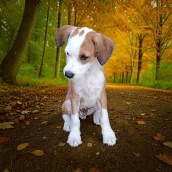 Larry -  Jack Russell Terrier and Beagle Dog for Adoption in San Diego, California - Larry | PetCurious