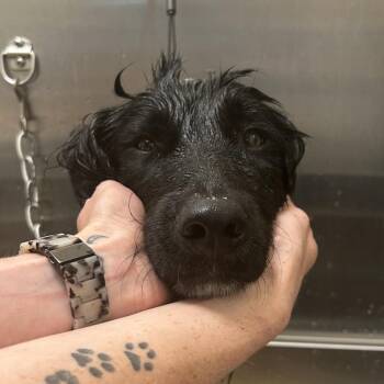 Mixed Breed Dogs Available for Adoption in Asheville, North Carolina - Lupin | PetCurious