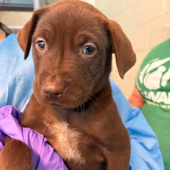 Callisto -  Mixed Breed Dog for Adoption in Huntington, West Virginia - Callisto | PetCurious