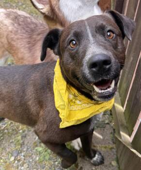 Rescue Chocolate Labrador Retriever and Australian Cattle Dog Blue Heeler Dogs for Adoption in Olympia, Washington - Roberto | PetCurious