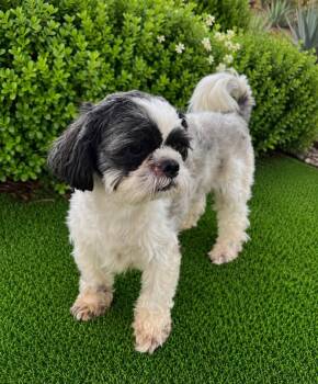 Sugar and Johnny -  Shih Tzu Dog for Adoption in Seattle, Washington - Sugar And Johnny | PetCurious