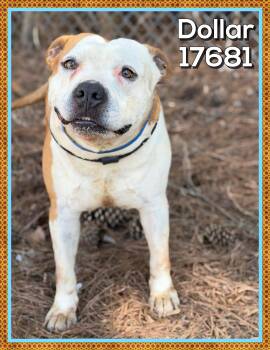 American Bully Dogs Available for Adoption - DOLLAR | PetCurious