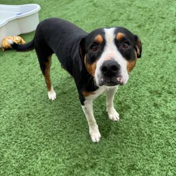 Baby - Coming Soon -  Mixed Breed Dog for Adoption in Naperville, Illinois - Baby - Coming Soon | PetCurious