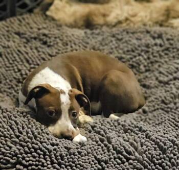 Australian Cattle Dog Blue Heeler Dogs Available for Adoption in Colorado Springs, Colorado - Izzy | PetCurious