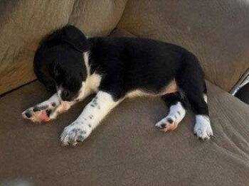 Beagle and Great Pyrenees Dogs Available for Adoption in Brooklyn Center, Minnesota - Sailor | PetCurious