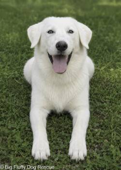 Raspberry -  Great Pyrenees Dog for Adoption in Nashville, Tennessee - Raspberry | PetCurious