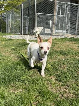 Maltese and Chihuahua Dogs Available for Adoption in Plymouth, Connecticut - CINDY Brady Bunch | PetCurious