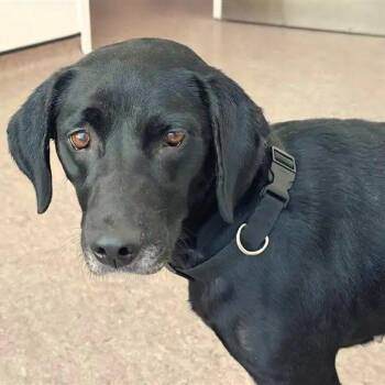 India -  Black Labrador Retriever Dog for Adoption in Brentwood, Missouri - India | PetCurious