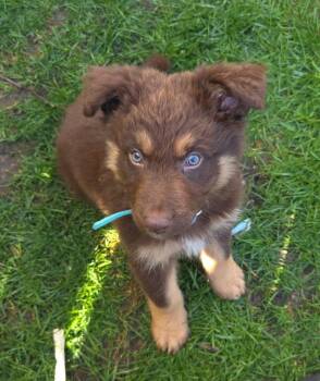 Shepherd Dogs Available for Adoption in Aurora, Illinois - Ernie | PetCurious