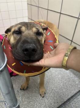 Shar Pei and Mixed Breed Dogs Available for Adoption - PUDDLES | PetCurious