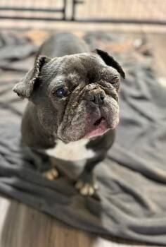 French Bulldog Dogs Available for Adoption - Zena | PetCurious