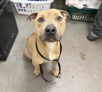 Pit Bull Terrier Dogs Available for Adoption in Berkeley, California - Rascal | PetCurious