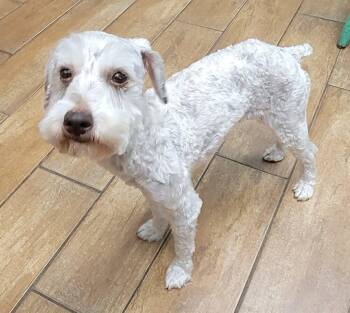 Maggie -  Miniature Schnauzer Dog for Adoption in Van Alstyne, Texas - Maggie | PetCurious