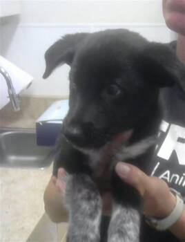 Labrador Retriever and Mixed Breed Dogs Available for Adoption in Albuquerque, New Mexico - CHEERIOS | PetCurious