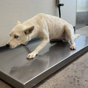 111530 -  Mixed Breed Dog for Adoption in Las Cruces, New Mexico - 111530 | PetCurious