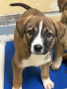 Anatolian Shepherd and Mixed Breed Dogs Available for Adoption in Tulsa, Oklahoma - MAXIE | PetCurious
