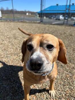 Beagle and Mixed Breed Dogs Available for Adoption - GROVER | PetCurious