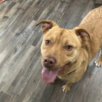 Scooby Doo -  Mixed Breed Dog for Adoption in Sequatchie, Tennessee - Scooby Doo | PetCurious