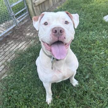 Lionel -  American Staffordshire Terrier Dog for Adoption in Mount Vernon, Indiana - Lionel | PetCurious