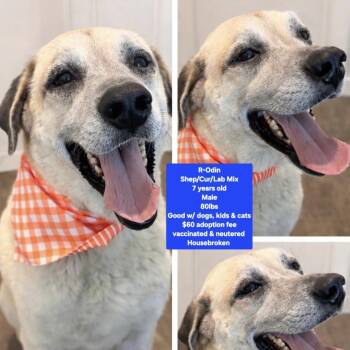 Shepherd and Labrador Retriever Dogs Available for Adoption in Oviedo, Florida - R-Odin | PetCurious