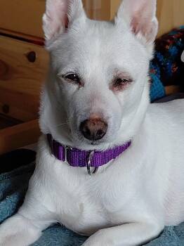Ace -  Chihuahua Dog for Adoption in Silvana, Washington - Ace | PetCurious