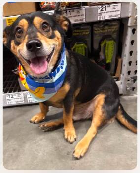 Big Boy cs -  Mixed Breed Dog for Adoption in Columbia, Maryland - Big Boy Cs | PetCurious