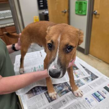Stitch - 071606U -  Mountain Cur and Mixed Breed Dog for Adoption in Tupelo, Mississippi - Stitch - 071606U | PetCurious