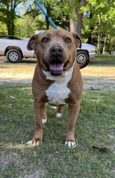 Rescue Staffordshire Bull Terrier Dogs for Adoption in Troy, Alabama - Franny | PetCurious