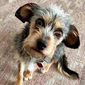 Terrier Dogs Available for Adoption in Richmond, California - PHOEBE | PetCurious