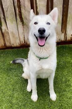 Husky and Mixed Breed Dogs Available for Adoption - Beeper | PetCurious