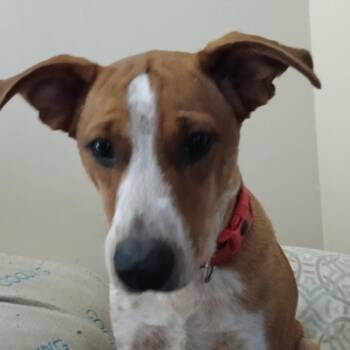 Australian Cattle Dog Blue Heeler and Mountain Cur Dogs Available for Adoption in Brookfield, Missouri - Skittles | PetCurious